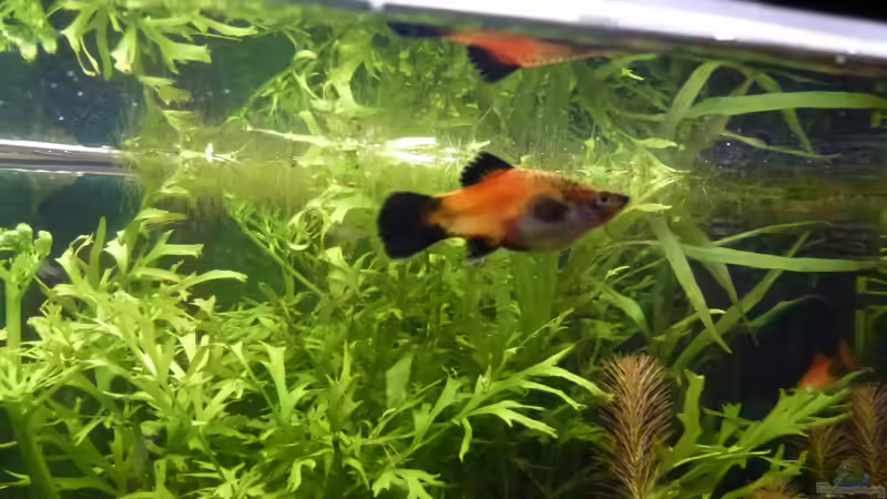 Platy Weibchen von Jessi & Daniel (17)