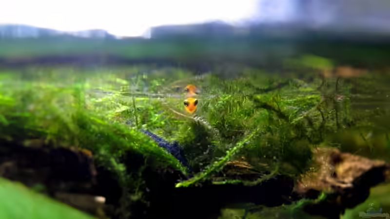 Platybaby von Stefan Peter (30)