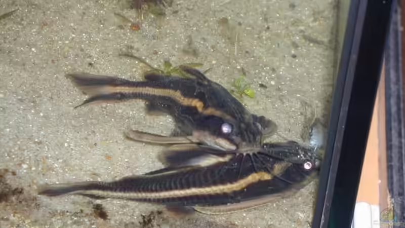 Einrichtungsbeispiele mit Liniendornwelsen (Platydoras costatus)