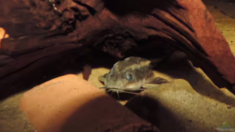 Platydoras Costatus von Fichte (9)