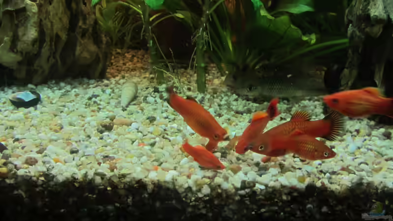 Platys,...,sind mittlerweile ausquartiert und freuen sich in grossen Becken von Mofafi-Liebhaber (76)