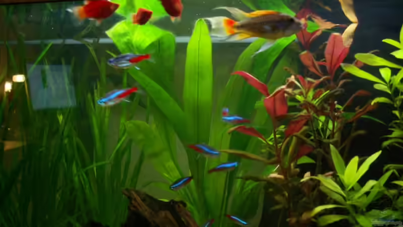 Platys, Neons, Kakadumännchen von Chris 81 (20)