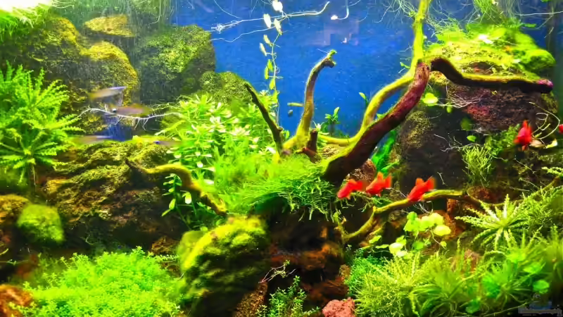 Platys & Leuchtaugenfische von Bartosz Jung (11)