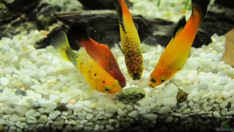 Platys beim Fressen von Locke1992 (25)