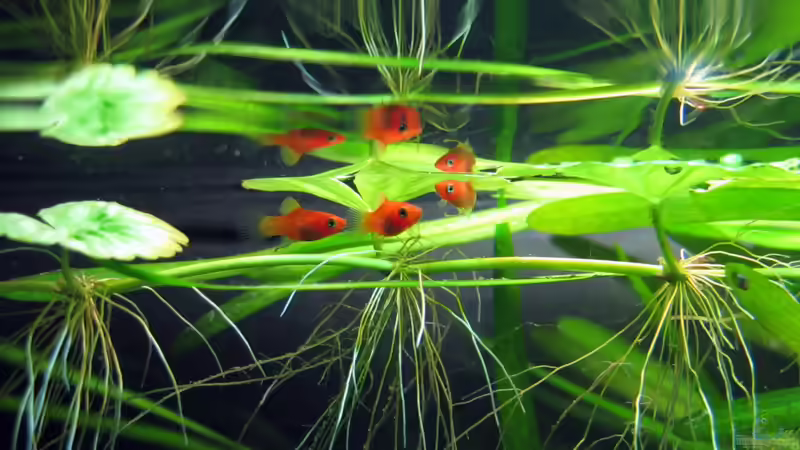 Platys Jungfische von Stefan Peter (25)