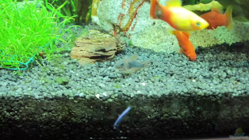 Platys und Andere von Streaknet (8)