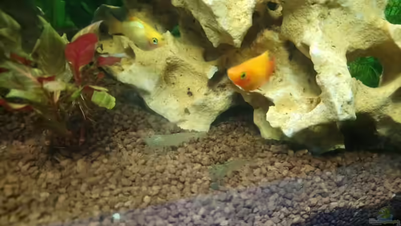 Platys und Armanogarnelen von Papili (29)