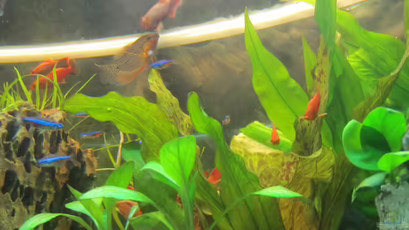 Platys und blaue Neons..Platys werden umgesiedelt von Mofafi-Liebhaber (31)