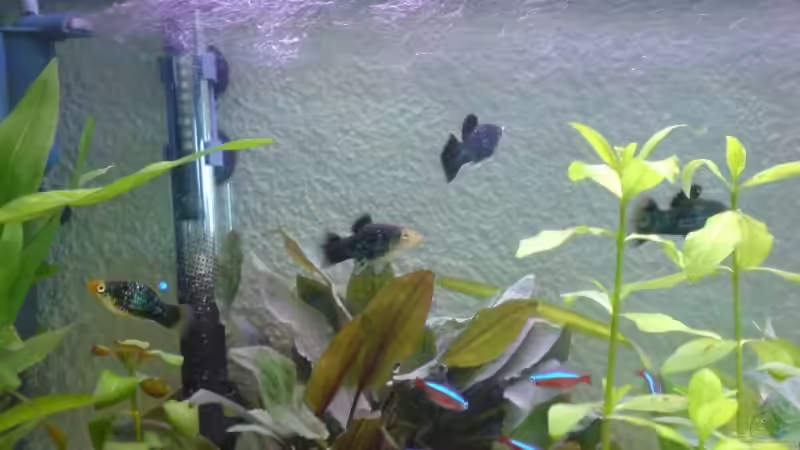 Platys und Neons von bjoern (6)