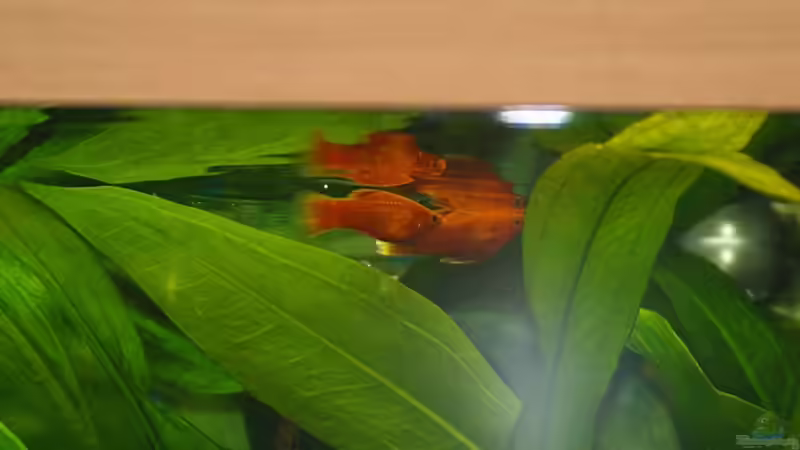 Platy´s von Denis Aschenbach (16)