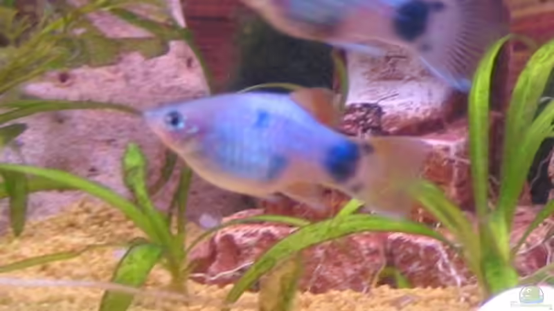 Platys von Gaspode (27)