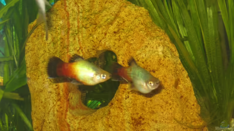 Platys von Henning Brinkmann (23)