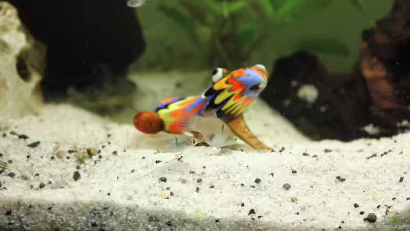 Platys von Strandberd (17)