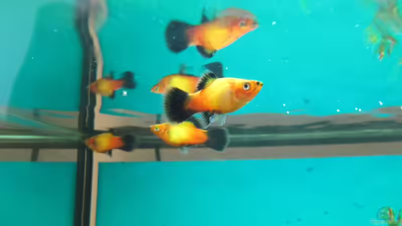 Platys (von vorne nach hinten: W/M/W) von Florian S. (12)