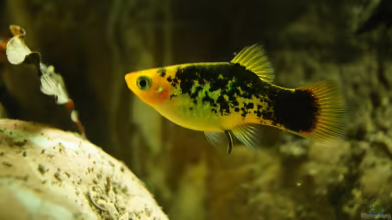 Platy´schwarz´ von Rootsman (59)