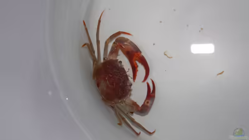 Platytelphusa beim Eingewöhnen von Koehler (29)