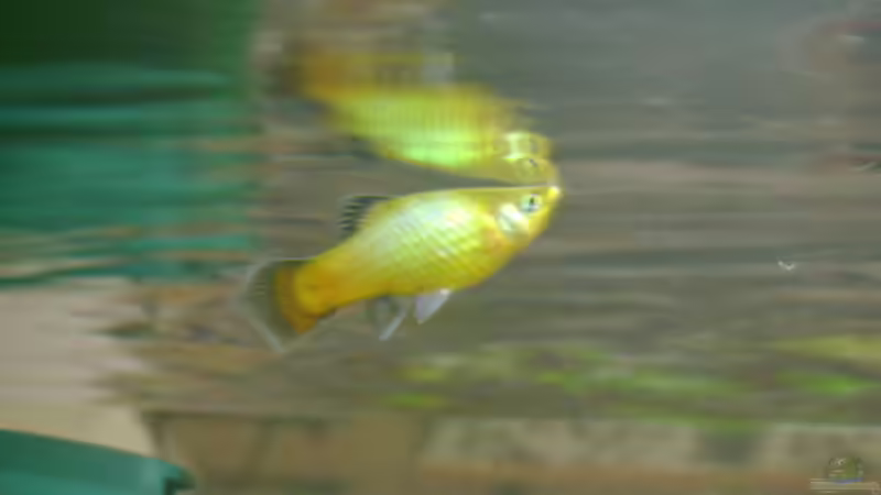 Platyweibchen von Karin Wolff (11)