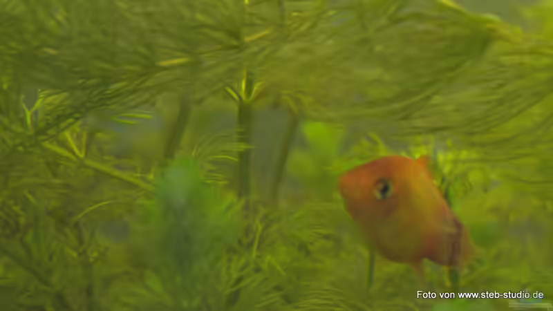 Platyweibchen von SteB-Studio (8)