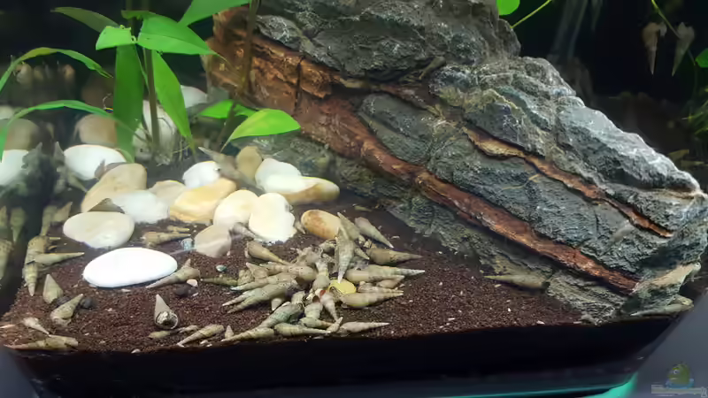 PlecoWafers sind defintiv beliebter als Gurke von Murphy1977 (2)