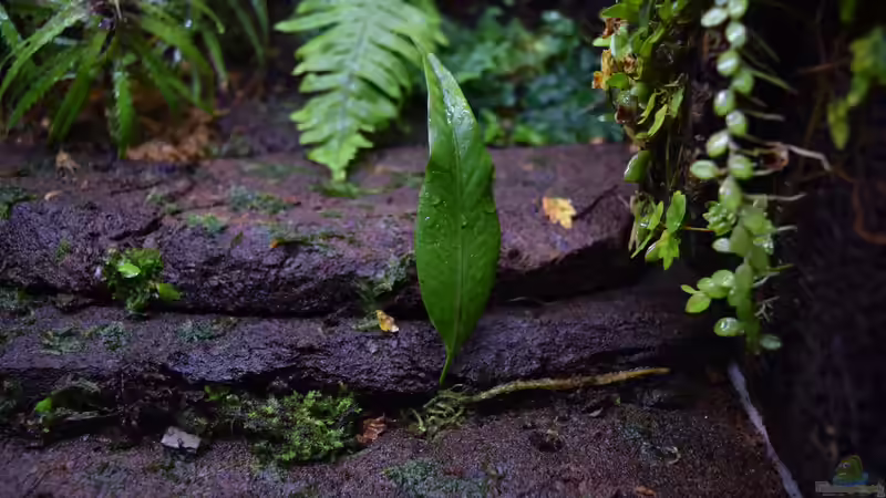 Pleopeltis macrocarpa von Junglist (26)