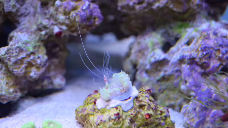 Plerogyra frisst Häutung von Stenopus von Junglist (29)