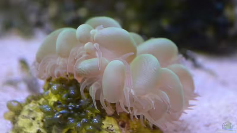 Plerogyra sinuosa - Blasenkoralle am 19.09.2015 von Junglist (44)