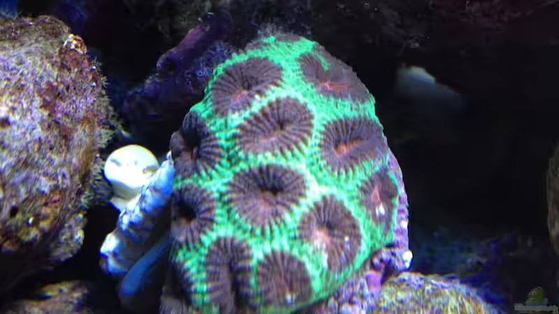 Plesiatrea Bicolor von Andreas Stiller (75)