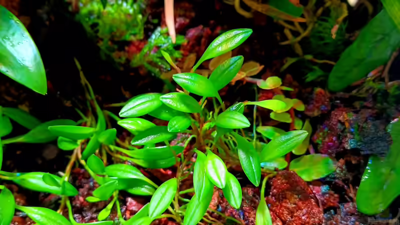 Pleurothalis ...unbekannt von Junglist (10)