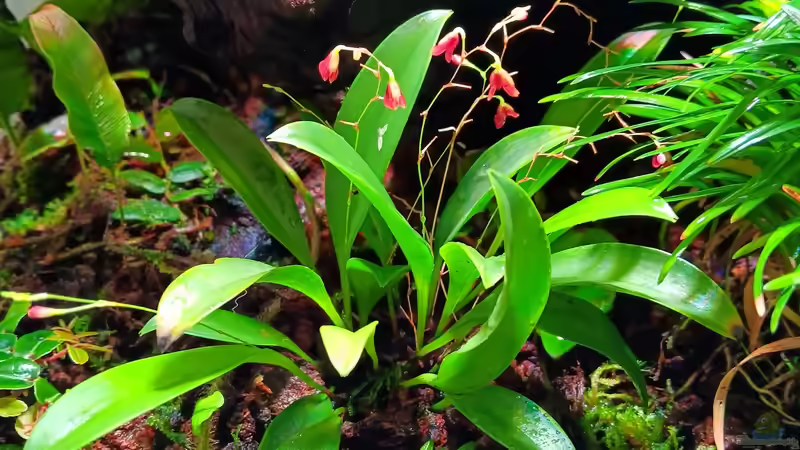 Pleurothalis fusca von Junglist (5)