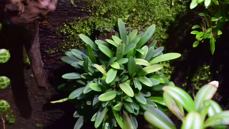 Pleurothalis lateritia von Junglist (21)