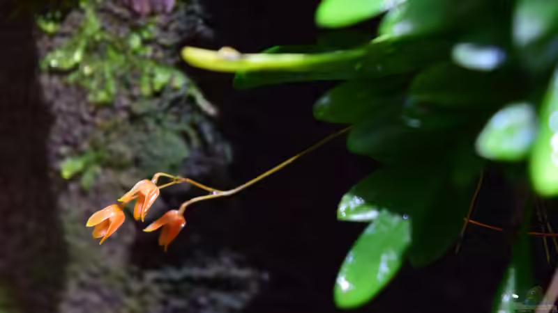 Pleurothalis lateritia von Junglist (24)