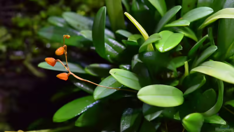 Pleurothalis lateritia von Junglist (26)