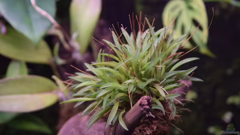 Pleurothalis montipelladensis von Junglist (35)