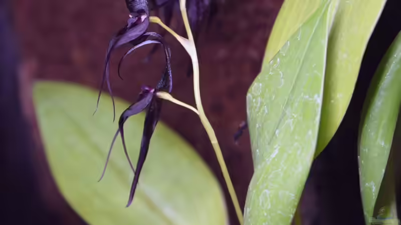 Pleurothalis phalangifera von Junglist (33)