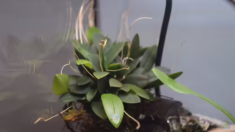 Pleurothalis spec. von Junglist (15)