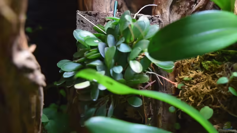 pleurothallis grobyi dwarf von Junglist (11)