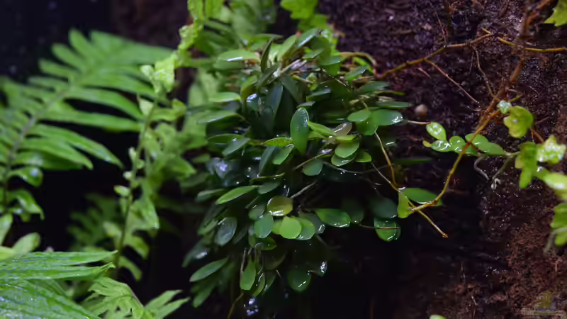 Pleurothallis macroblepharis von Junglist (21)