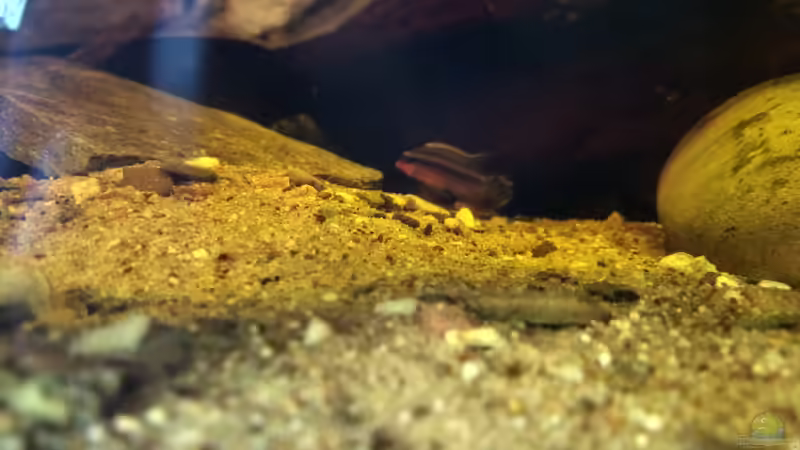 Plevicachromis taeniatus ???Nigerian Red??? Männchen von Tiburón (48)