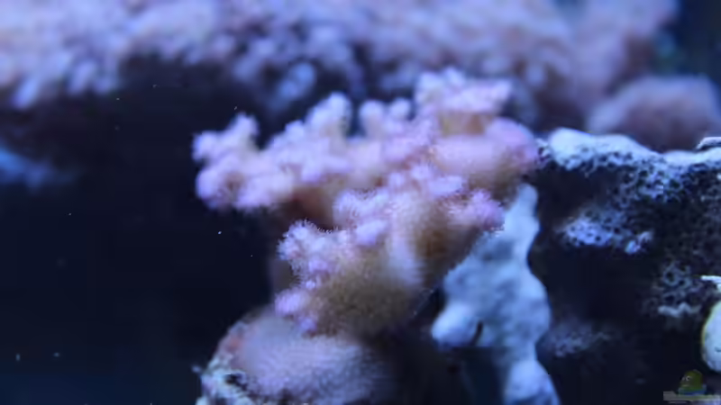 Pocillopora 09.2014 von Jane Vogeler (46)