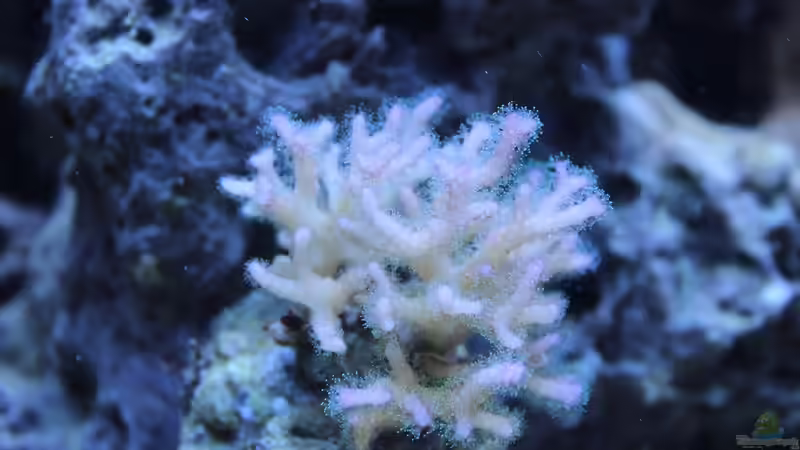 Pocillopora 09.2014 von Jane Vogeler (49)
