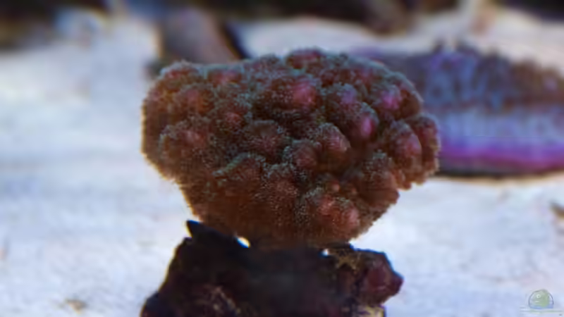 Pocillopora damicornis - Buschkoralle oder Himbeerkoralle von Christian Holtkamp (12)