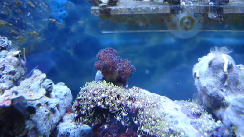 Pocillopora März 2013 von Jane Vogeler (47)