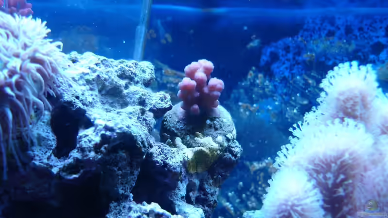 Pocillopora März 2013 von Jane Vogeler (60)