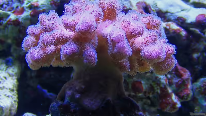 Pocillopora rosa von Jürgen Krohmer (12)