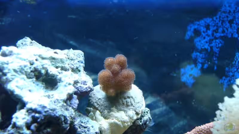 Pocillopora von Jane Vogeler (61)
