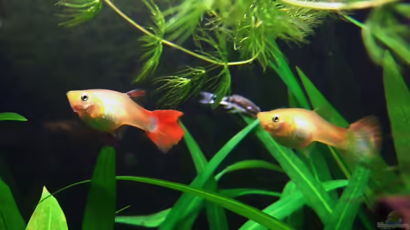 Poecilia reticulata (der gute alte Guppy...) von Steffen Salzmann (7)