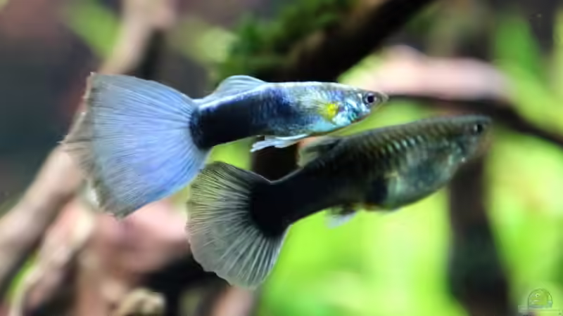 Poecilia reticulata light blue Moscow von brimar67 (28)