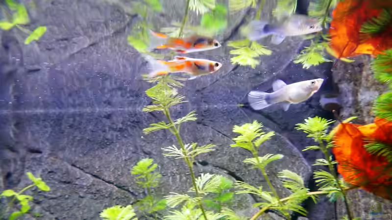 Poecilia reticulata von borellii (23)