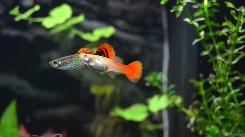 Poecilia reticulata von DonTango (18)