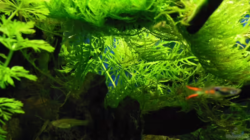 Poecilia wingei von Bandito76 (9)